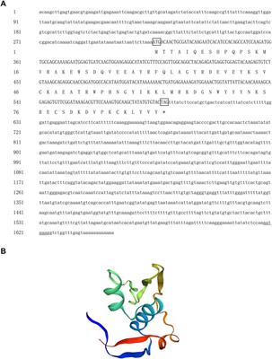 Identification and functional analysis of Tex11 and Meig1 in spermatogenesis of Hyriopsis cumingii